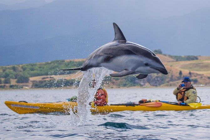 Kaikoura Whale Watch Day Tour from Christchurch - Peninsula Seal Colony: fur seals up close (and why you should plan your time)