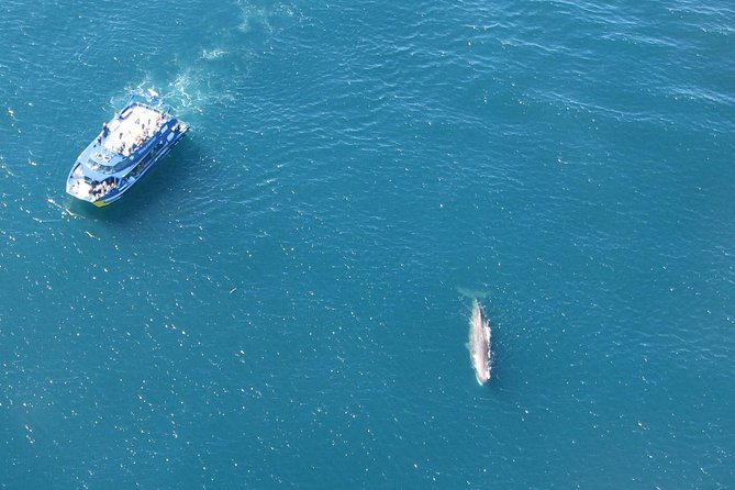 Kaikoura Whale Watch Day Tour from Christchurch - North Canterbury wine tasting: a nice extra, not the core promise
