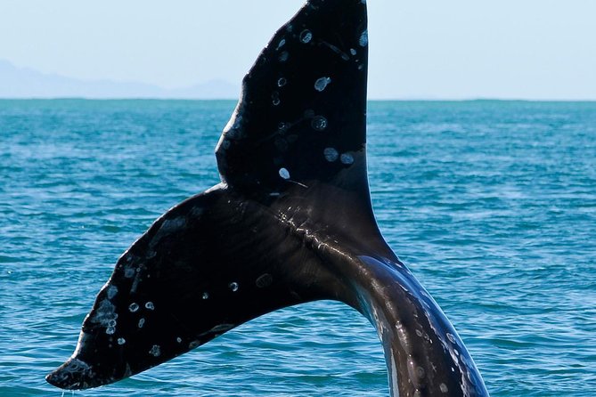 Kaikoura Whale Watch Day Tour from Christchurch - Who should book this Christchurch to Kaikoura whale watch day