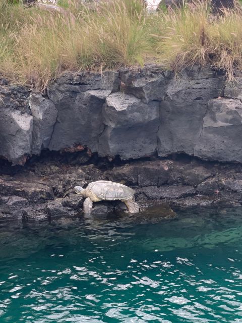 Kailua-Kona: Captain Cook Reef Catamaran Day Trip with Lunch - Key highlights worth getting excited about
