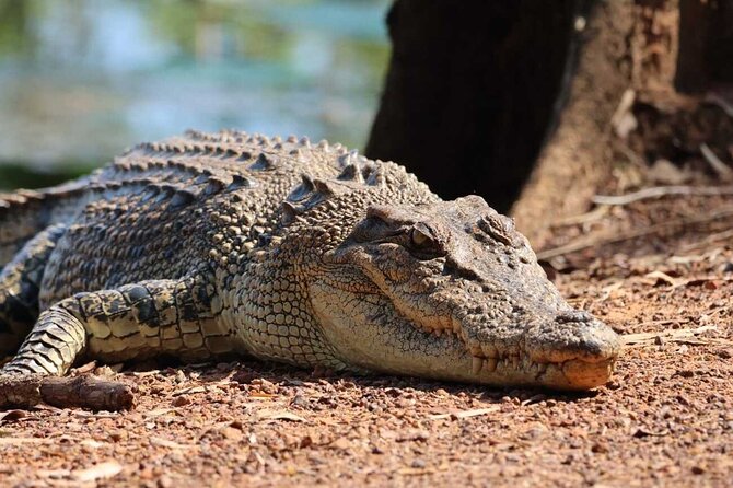 Kakadu Wildlife Escape Fogg Dam or Crocodile Cruise from Darwin - Key highlights worth clocking