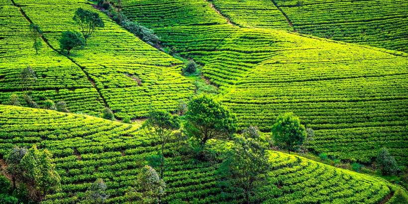 Kandy: Nuwara Eliya Day Trip - Ceylon Tea Factory + tea plantation: Victorian-era machinery and real tea talk