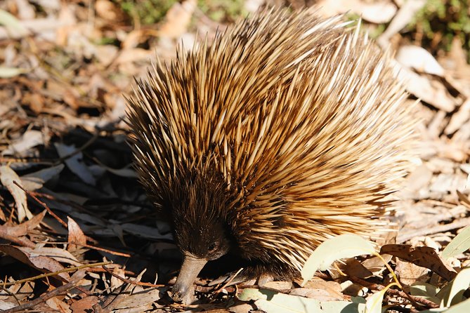 Kangaroo Island in a Day Tour from Adelaide - How to judge if this is the right pace for you
