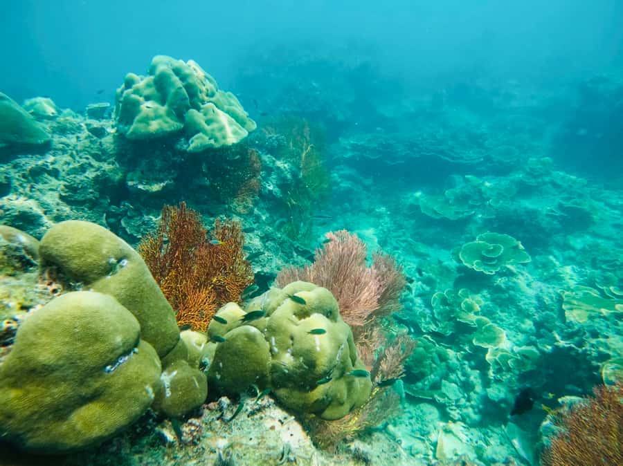Khao Lak: Phi Phi & Bamboo Island Day Trip by Speedboat - What’s included in this price—and why it feels like value
