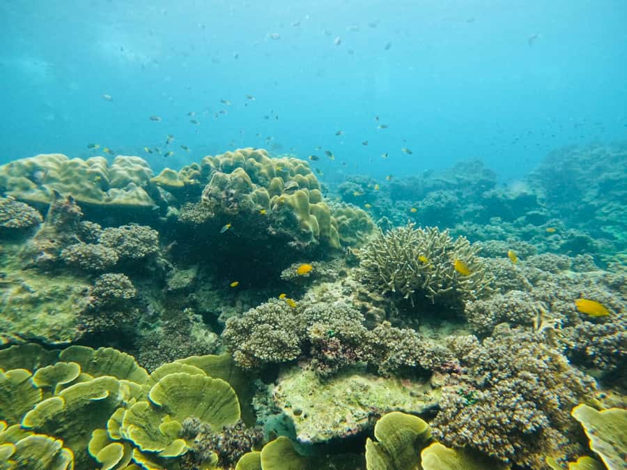 Khao Lak: Phi Phi & Bamboo Island Day Trip by Speedboat - Ko Phi Phi Don: the island base for swimming and snorkeling