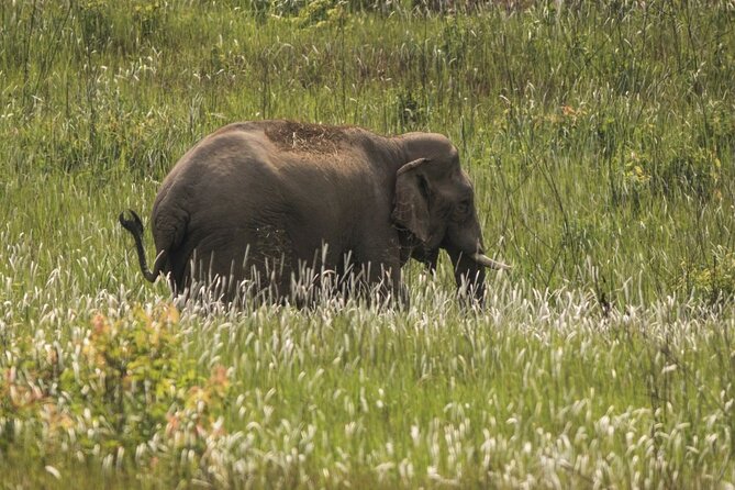 Khao Yai National Park Full-Day From Bangkok - Including Ticket - Haew Suwat Waterfall: stairs, viewpoint climbing, and photo time