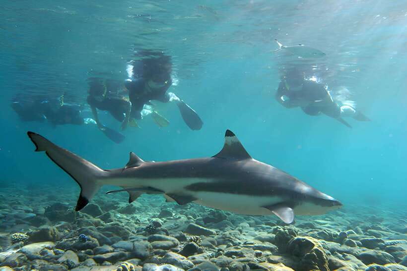 Ko Phi Phi Don: Speedboat Day Trip with Shark Snorkeling - Key Things You’ll Notice Right Away