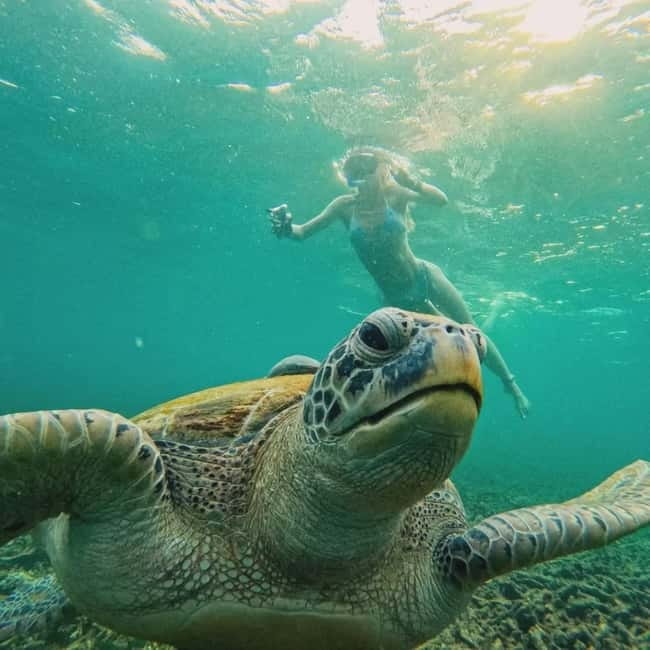 Ko Tao: Tao-Nangyuan Snorkeling Day Trip with Meals & Sunset - The guide in the water: how spotting turtles and baby sharks actually happens