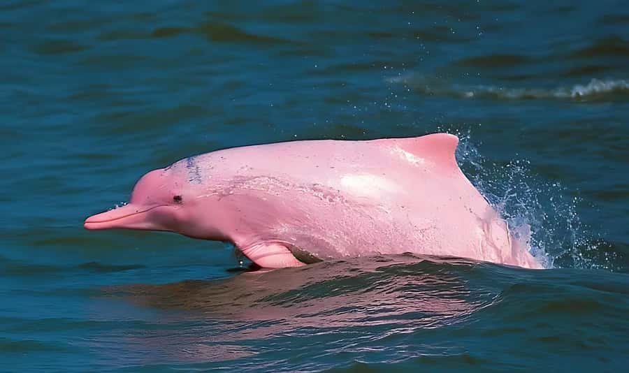 Koh Samui: Pink Dolphin, Pig Island, and Snorkeling Day Trip - Key points at a glance