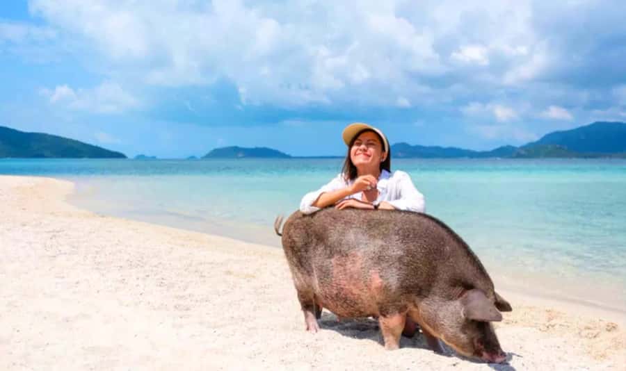 Koh Samui: Pink Dolphin, Pig Island, and Snorkeling Day Trip - How this Samui day trip strings together three very different thrills