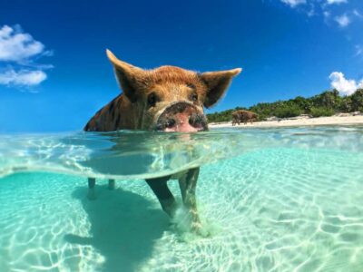 Koh Samui: Pink Dolphin, Pig Island, and Snorkeling Day Trip - Hotel pickup and speedboat pace: why timing matters here
