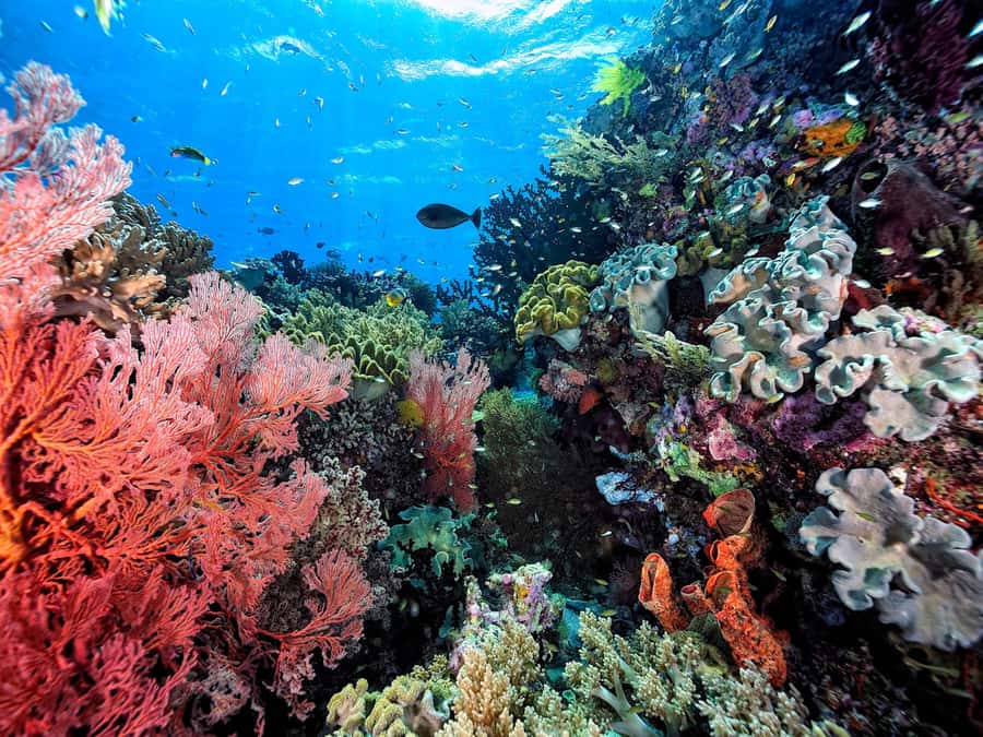 Koh Samui: Pink Dolphin, Pig Island, and Snorkeling Day Trip - Koh Tan snorkeling: reef life is the goal, visibility can swing