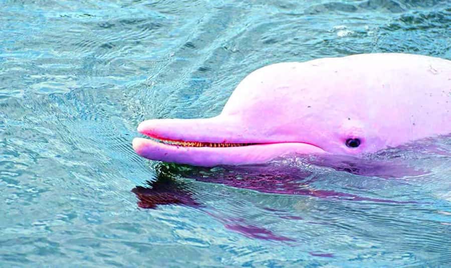 Koh Samui: Pink Dolphin, Pig Island, and Snorkeling Day Trip - Pig Island (Koh Madsum): the fun hour that usually steals the show