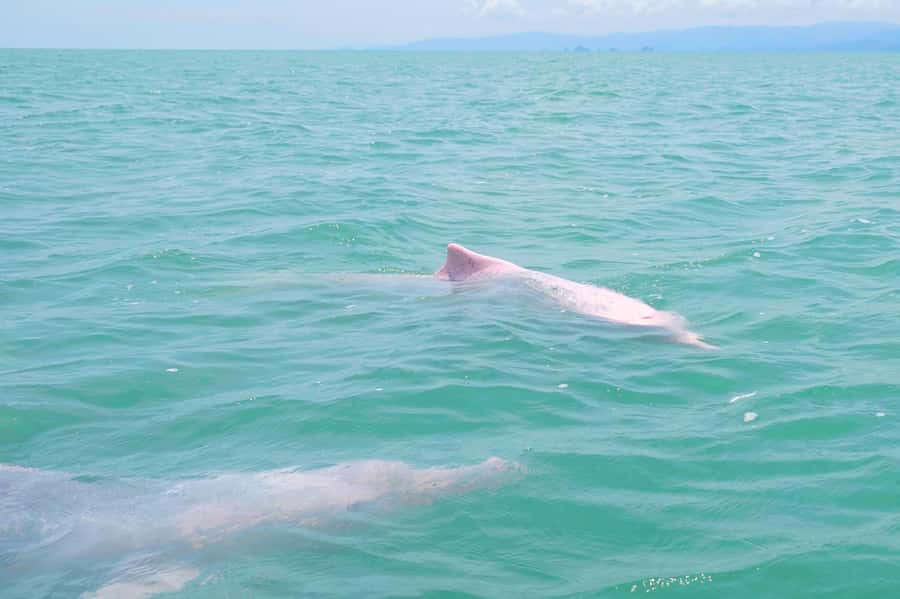 Koh Samui: Pink Dolphin, Pig Island, and Snorkeling Day Trip - What’s included in the $83 price, and where the value really comes from