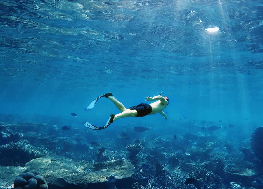 Koh Samui: Pink Dolphin, Pig Island, and Snorkeling Day Trip - Who should go, and who should skip this one