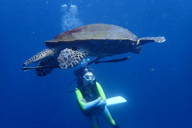 Koh Tao 2-Dive Day Trip from Koh Samui for certified divers - Key things to know before you go