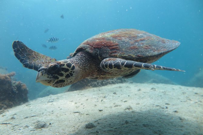 Koh Tao 2-Dive Day Trip from Koh Samui for certified divers - How Koh Samui to Koh Tao day timing really feels