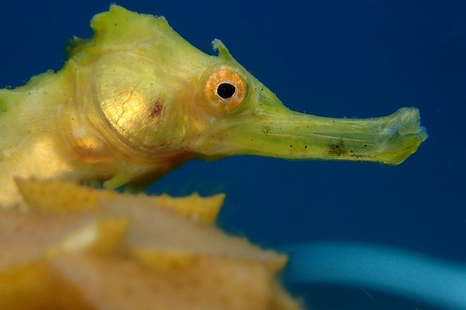 Koh Tao 2-Dive Day Trip from Koh Samui for certified divers - Guide quality: what “feeling safe” looks like on this trip