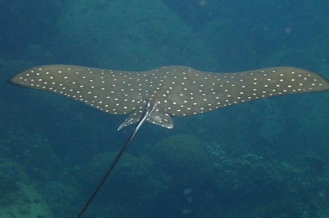 Koh Tao 2-Dive Day Trip from Koh Samui for certified divers - What’s included (and why that matters for value)