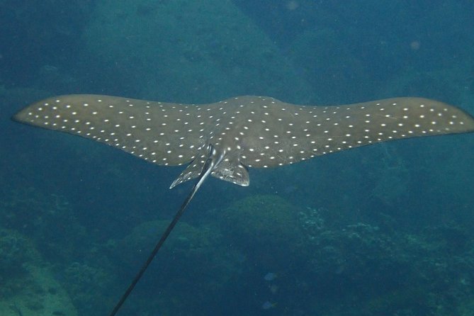 Koh Tao 2-Dive Day Trip from Koh Samui for certified divers - Underwater spots depend on conditions, not marketing