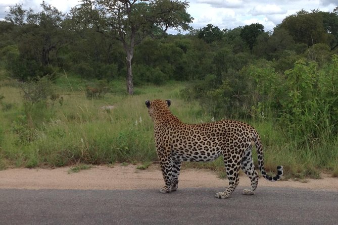 Kruger Park Safari: Guided Day Tour from Nelspruit - Why the 5:00am start from Nelspruit matters in Kruger