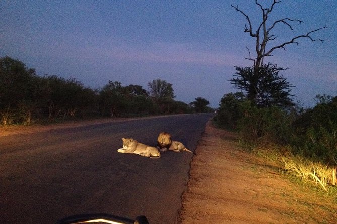 Kruger Park Safari: Guided Day Tour from Nelspruit - Lunch and guide talk: what you learn between sightings