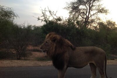 Kruger Park Safari: Guided Day Tour from Nelspruit - First game drive: better odds when you hit Kruger early