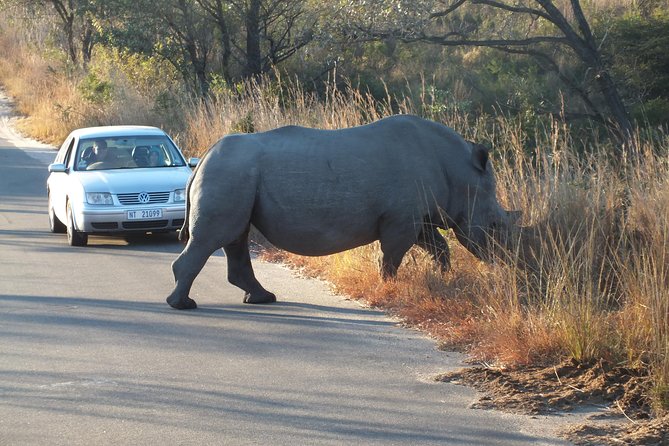 Kruger Park Safari: Guided Day Tour from Nelspruit - Price and logistics: is it worth $94.90?