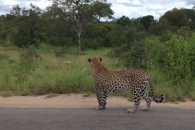 Kruger Park Safari: Guided Day Tour from Nelspruit - Who this Kruger day tour is best for