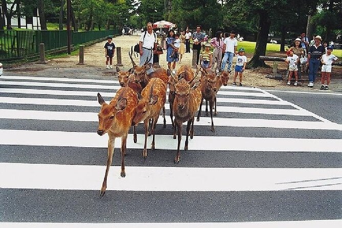 Kyoto and Nara Day Trip from Kyoto - A Fast, Air-Conditioned Way to Hit Kyoto and Nara’s UNESCO Stars