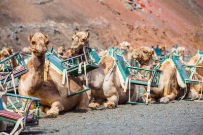 Lanzarote: Guided Day Trip to Timanfaya Park & Lago Verde - Pickup and transfers: the part that can change your whole day