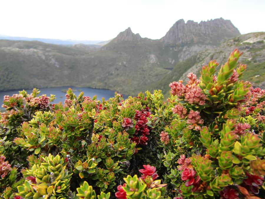 Launceston: Cradle Mountain Guided Active Day Trip - Key points before you go