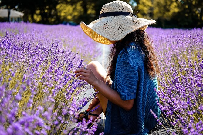 Lavender Route - Small-Group Day Trip from Avignon - Stop 2: Gordes Hilltop Wander and Photo Overlook Time