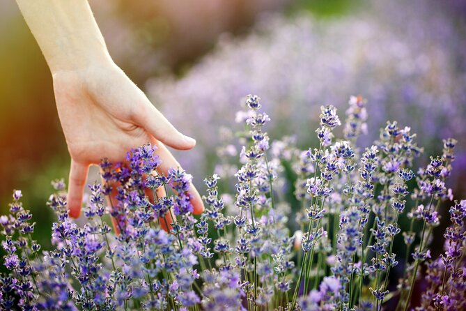 Lavender Route - Small-Group Day Trip from Avignon - Guides Matter: Nicolas, Veronica, and the Picture-Perfect Advantage