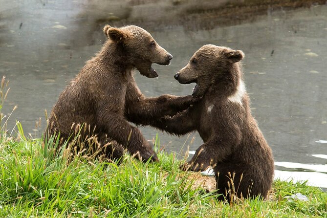 Libearty Bear Sanctuary and Dracula's Castle - Day Tour from Bucharest - Bucharest pickup and the road through the Carpathians