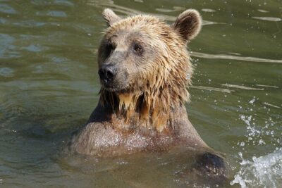 Libearty Bear Sanctuary and Dracula's Castle - Day Tour from Bucharest - How to use your two hours at the sanctuary