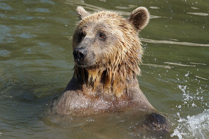 Libearty Bear Sanctuary and Dracula's Castle - Day Tour from Bucharest - How to use your two hours at the sanctuary