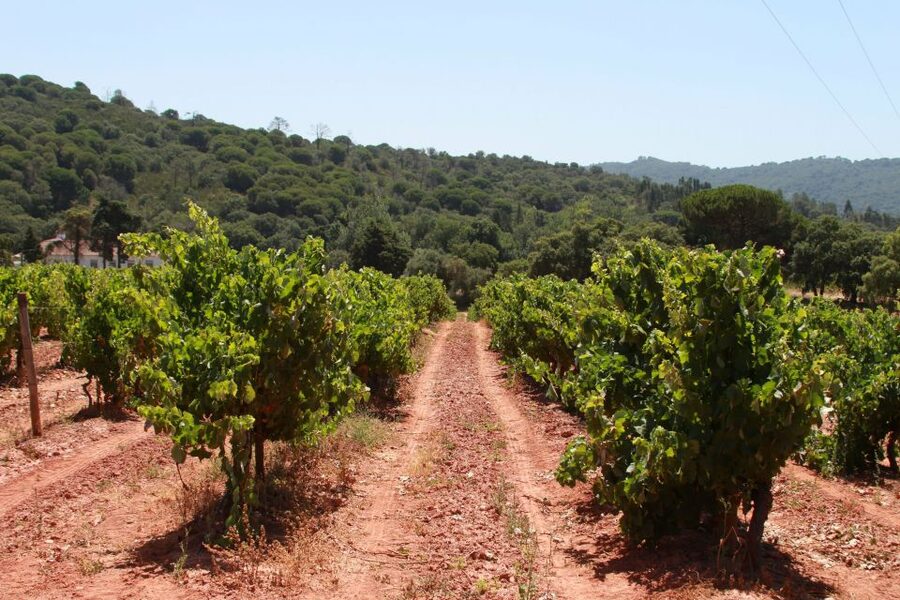 Lisbon: Arrábida and Sesimbra Day Trip with Wine - Guides Make the Day: Requesting Names When You Can