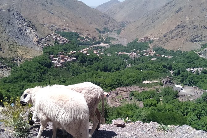 Luxury private day trip - Atlas Mountains, Agafay Desert & camels - Tuesday and Saturday Markets: When the Day Gets More Local