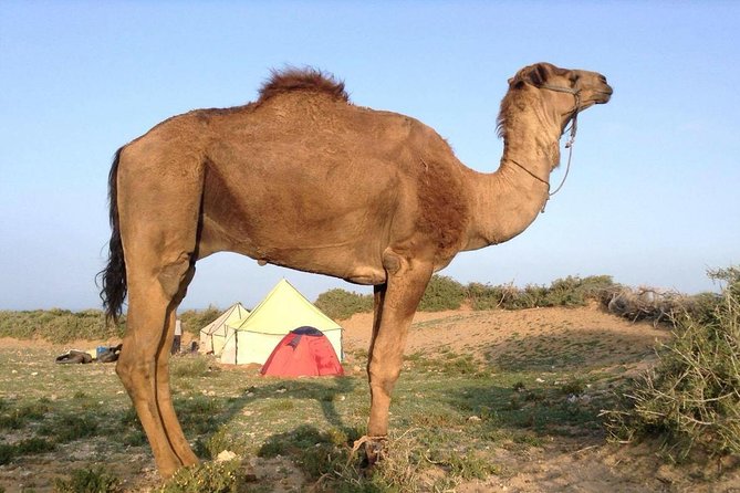 Luxury private day trip - Atlas Mountains, Agafay Desert & camels - Women’s Argan Cooperative: Bread, Oil, and Moroccan Tea