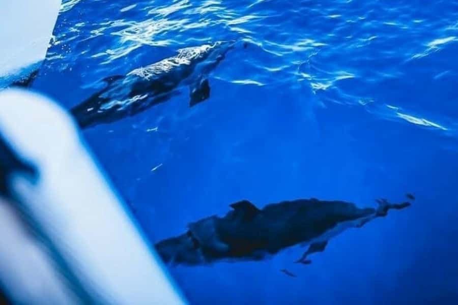 Maalaea: West Maui Snorkeling & Sailing Day Trip with Lunch - Key things that make this trip worth your time