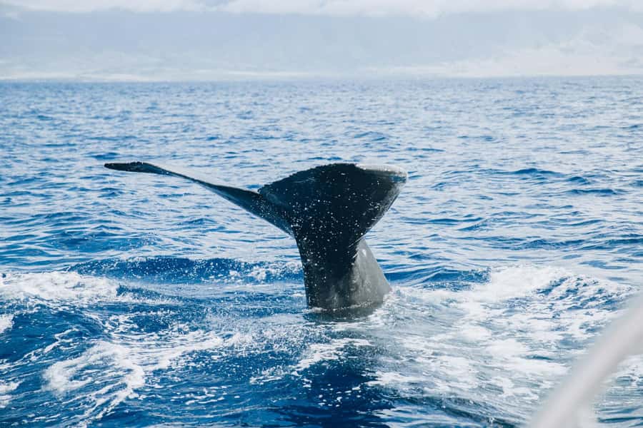Maalaea: West Maui Snorkeling & Sailing Day Trip with Lunch - Practical tips to make your day smoother