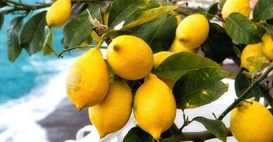 Maiori: Amalfi Coast Path of Lemons Day Trip with Tastings - Key Highlights at a Glance