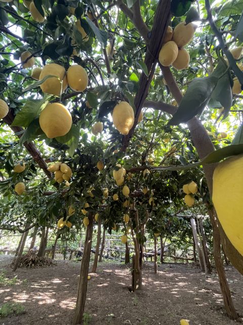 Maiori: Amalfi Coast Path of Lemons Day Trip with Tastings - Should You Book This Amalfi Coast Lemon Tour?