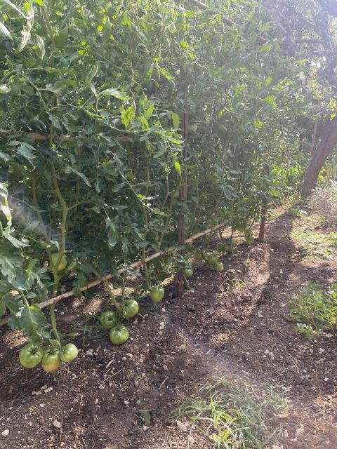 Maiori: Amalfi Coast Path of Lemons Day Trip with Tastings - Your Best Game Plan: Shoes, Breaks, and How to Enjoy It