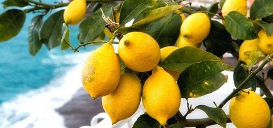 Maiori: Amalfi Coast Path of Lemons Day Trip with Tastings - Starting in Maiori: Santa Maria a Mare and the Torre Detour