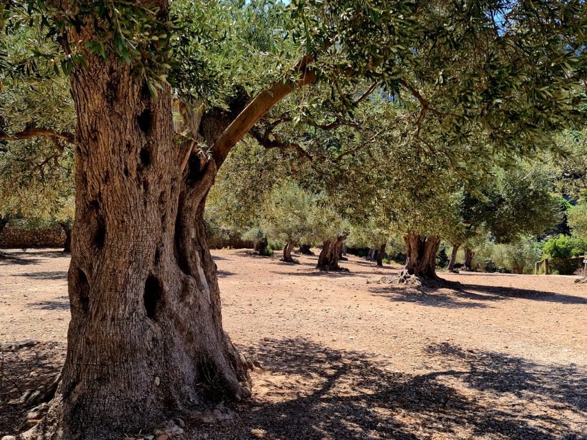 Mallorca: Day Trip to Hidden Gems of Tramuntana with Lunch - Key highlights you’ll feel right away