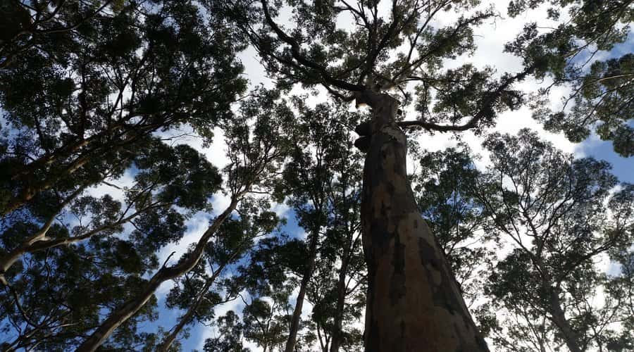 Margaret River and Busselton Jetty: Day Trip from Perth - Margaret River town: a quick stroll, not a full tasting weekend