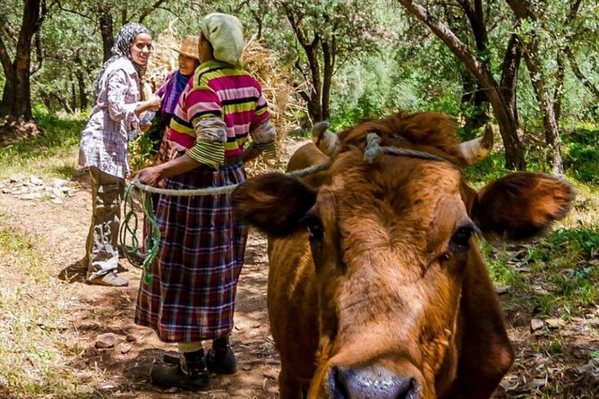 Marrakech: Day Trip to ourika valley & Atlas Mountains - Setti Fatma and the Ourika Valley waterfalls hike