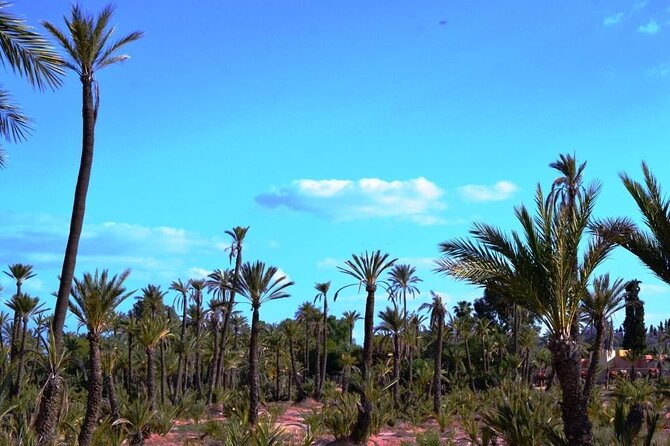 Marrakech Day Trip with Camel Ride from Casablanca - Who should book this Marrakech day trip (and who might skip it)